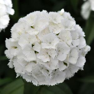 DIANTHUS SWEET BIANCO NR.1000 SEMI